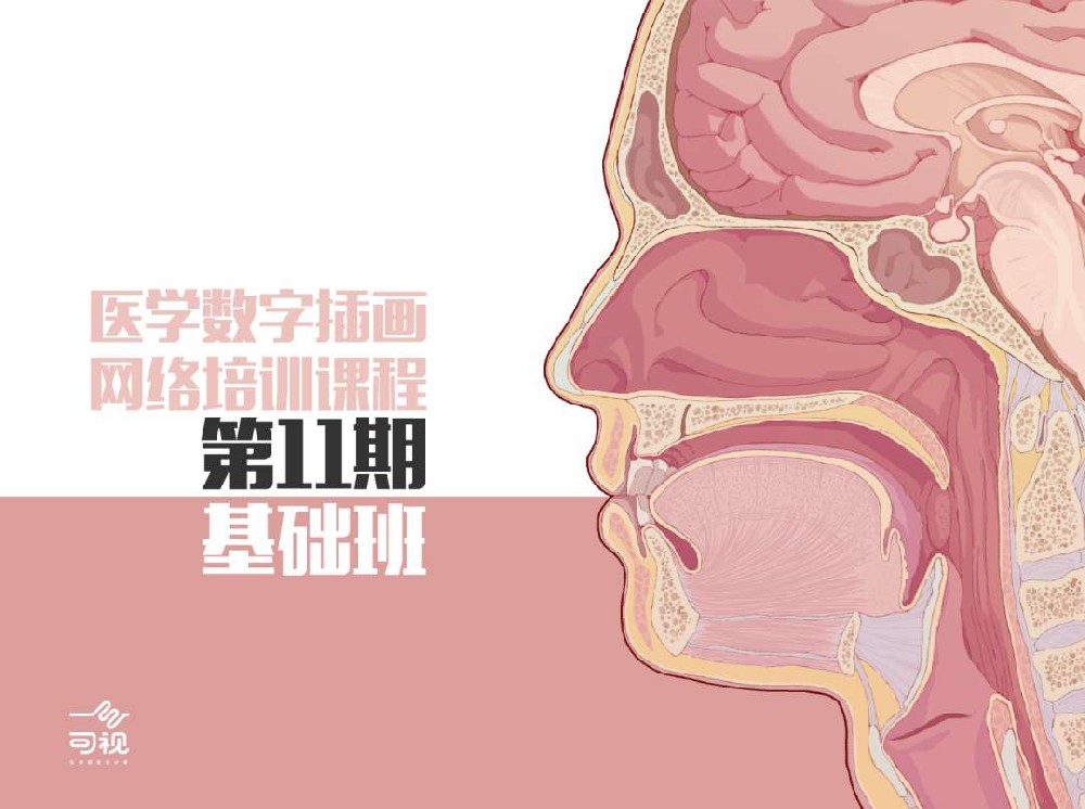 医学插画网络班·第11期·基础班-科研绘图一目可视XO11