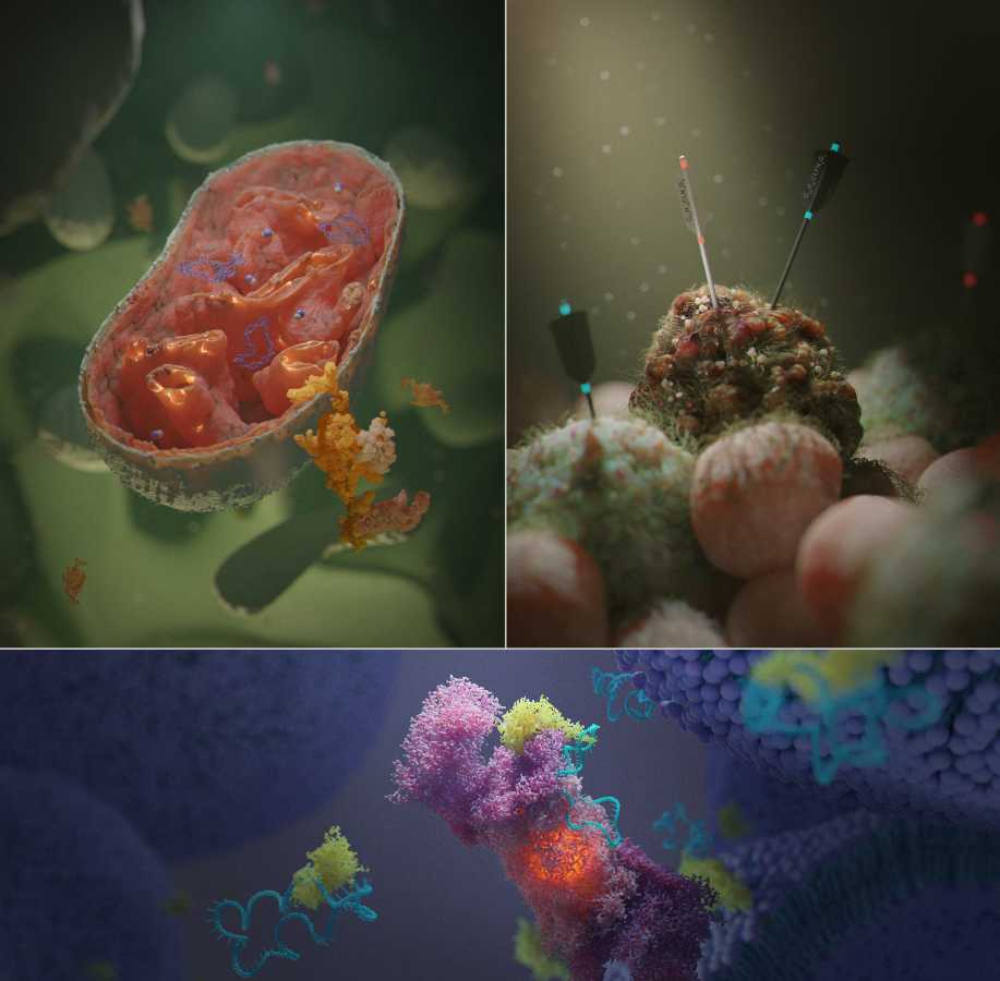 生物医学3D插图培训 2021暑期班一目可视XO08