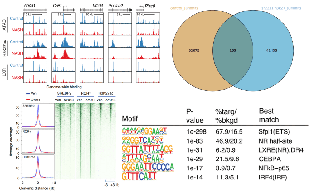 第八期国际单细胞多组学分析（含空间转录组、chipseq、RNAseq、Atacseq 外显子）华哥玮瑜XW13