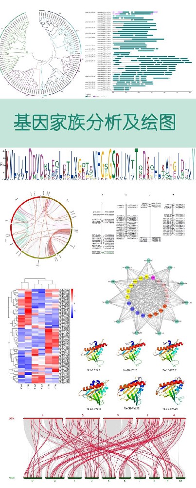 新版基因家族分析实操(生物信息)组学大讲堂DK26-4