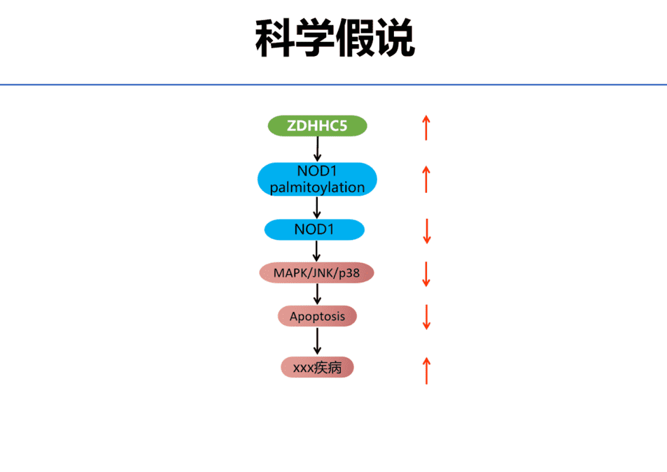 棕榈酰化国自然级别课题设计-狂人DH157